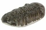 Austerops Trilobite Fossil - Rock Removed #67007-5